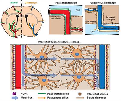 Rethinking the Conditions and Mechanism for Glymphatic Clearance